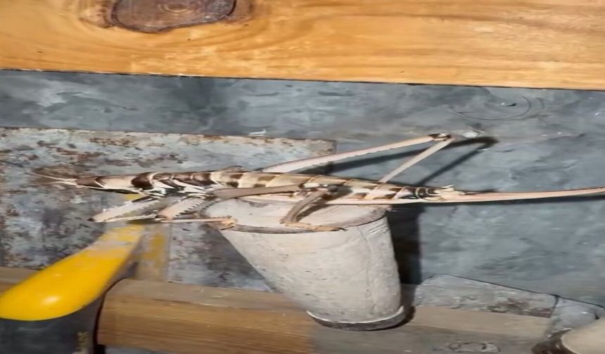 Elazığ'da Etçil Çekirgeler Görüntülendi