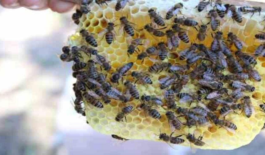 Arı Zehri Üretiminde Yeni Dönem Resmen Başladı
