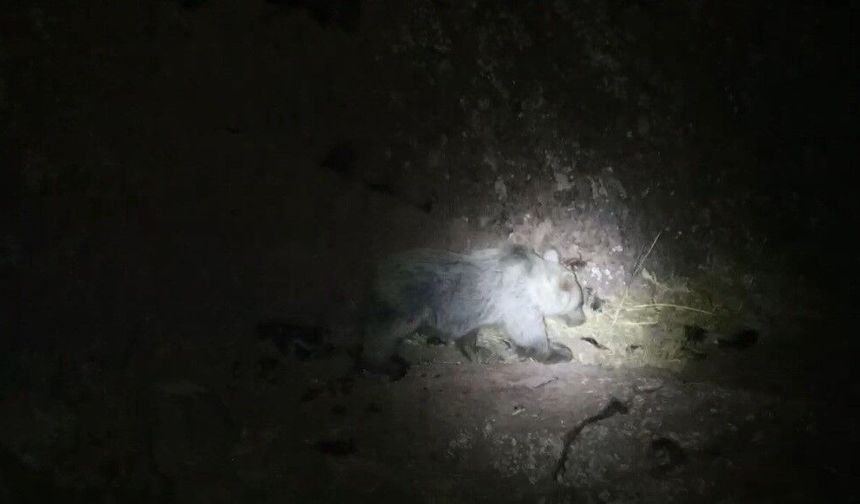 Tunceli'de gece kamerasında domuz ve ayı aynı anda görüntülendi