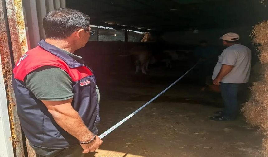 Elazığ'da Büyükbaş İşletmeleri Denetlendi