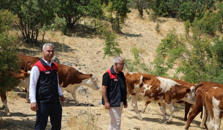 Alaçakaya’da Hayvancılığa Proje Desteği