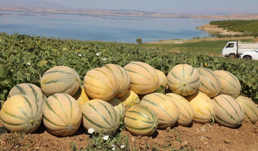 Elazığ Kavununda Hasat Bereketi