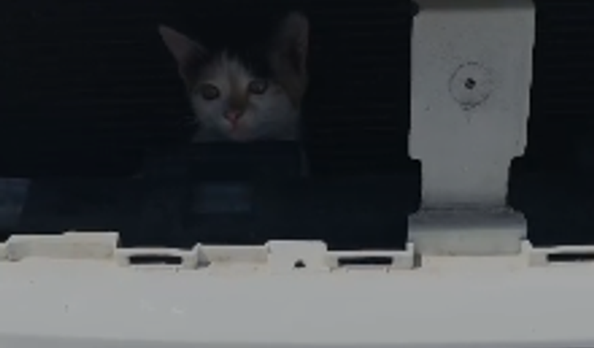 Yavru Kedi Otomobilin Motor Kısmında Mahsur Kaldı