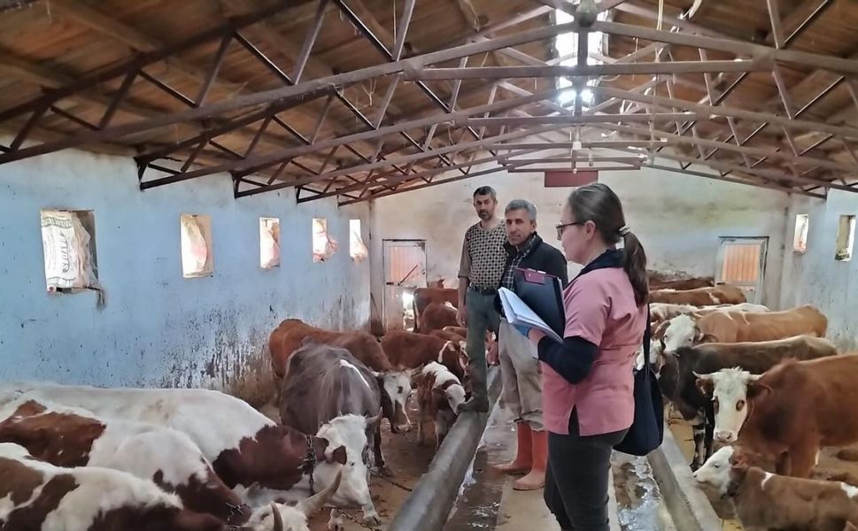 Elazığ’da Aşılama ve Küpeleme Çalışması Sürüyor