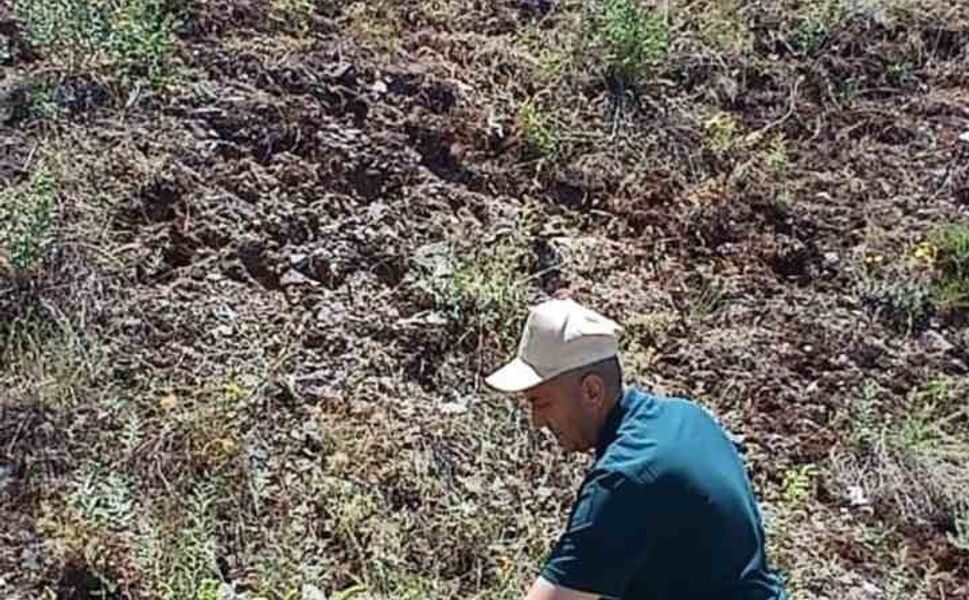 Elazığ’da ada çayı izleme çalışması yapıldı