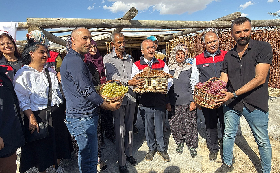 Kurtdere Köyü’nde Bağ Bozumu ve Orcik Coşkusu