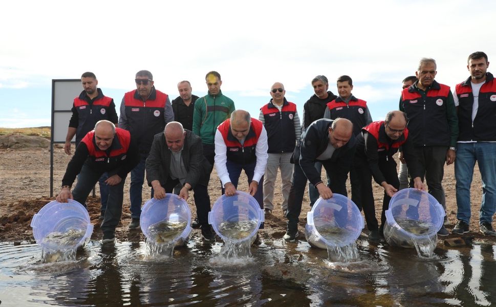 Elazığ’da Kalecik Barajı’nda Sazan Yavruları Doğayla Buluştu