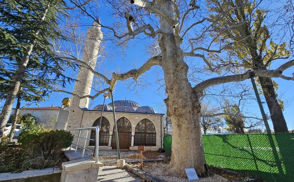 Harput’un 3 Asırlık Çınarı Yıllara Meydan Okuyor