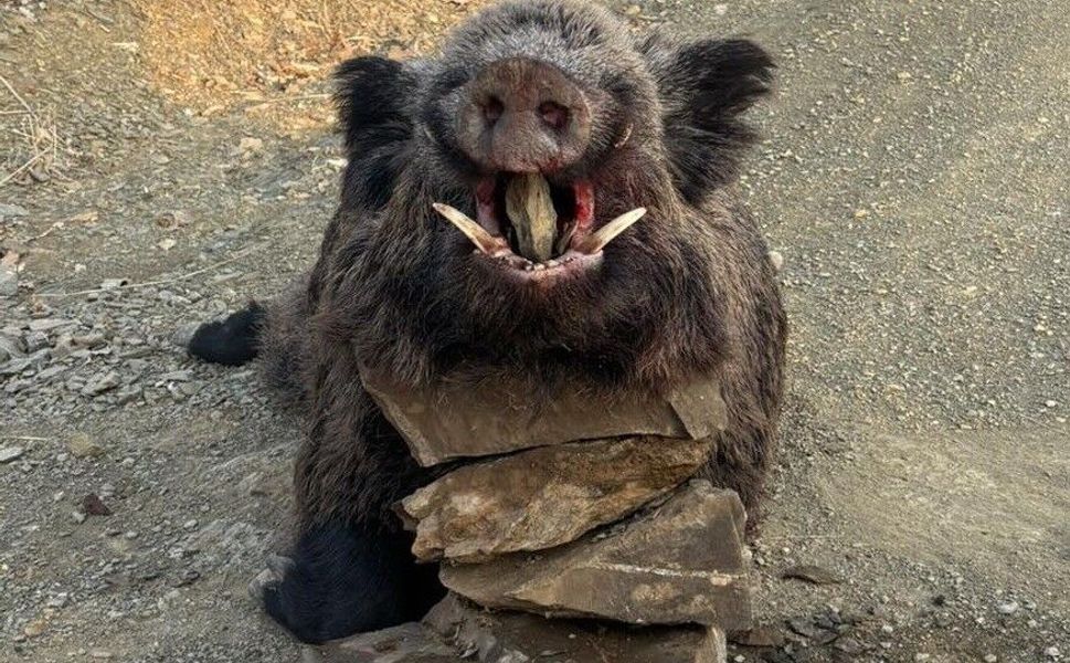 Elazığ’da avcılar 200 kiloluk domuz avladı