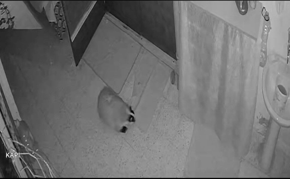 Kedilerinin Mamasına Dadanan Porsuk İçin Evine Alarm Sistemi Kurdu