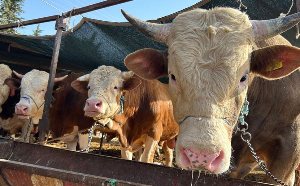 Çiçek, 2026 İthal Dana Başvuru ve Hak Ediş Verilerini Paylaştı