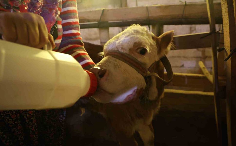 Annesi Ölen Buzağıyı Elleriyle Besliyorlar