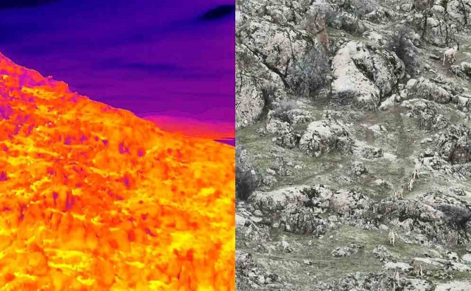 Dağ Keçileri Termal Dron İle Görüntülendi