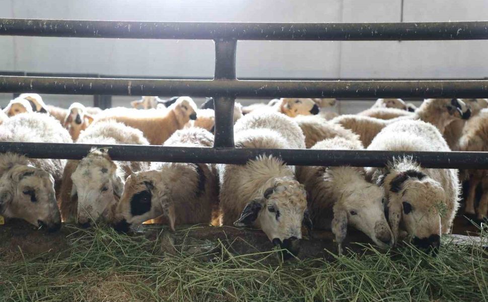 Elazığ'da 6 Köy Karantinaya Alındı