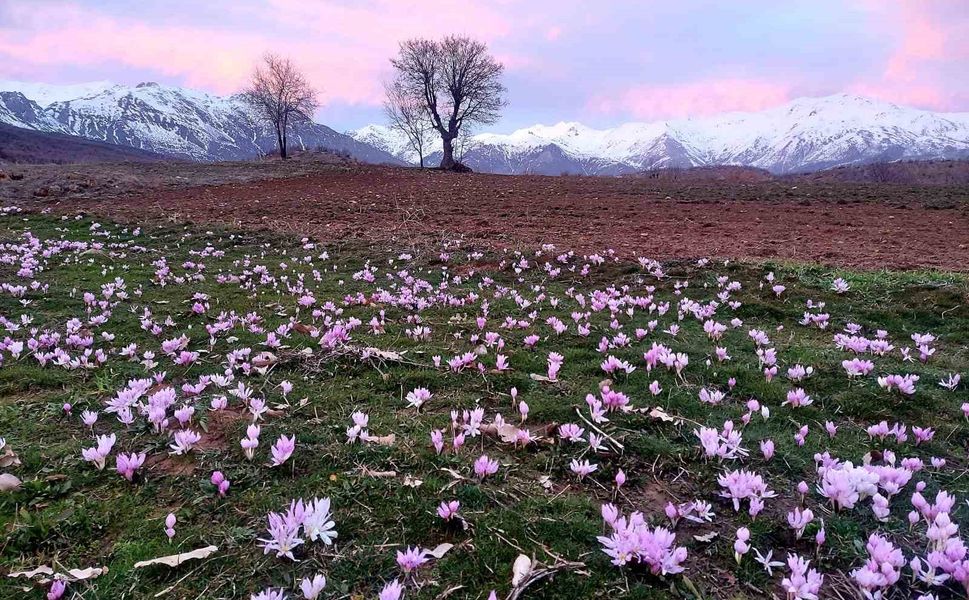 Elazığ'da baharın habercisi çiğdemler erken açtı