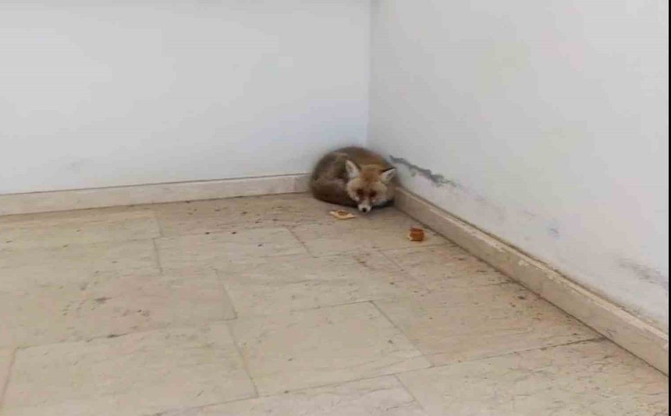 Palu'da Okulun İçine Giren Tilki Kamerada