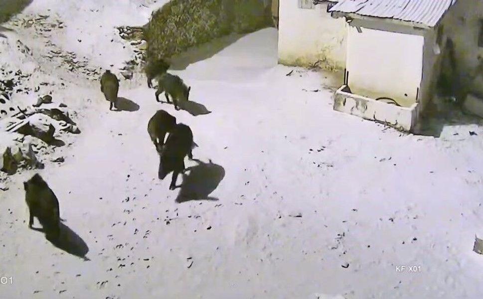 Yiyecek Arayan Domuz Sürüsü Köye İndi