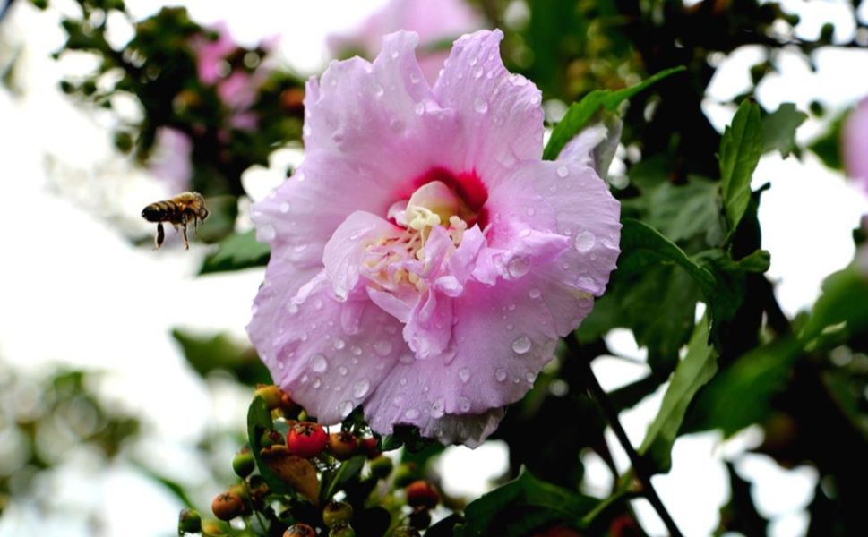 Cemrelerin İlki Havaya Düştü