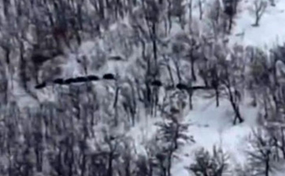 Elazığ'da Domuz Sürüsünü 'Ordu Geliyor' Diye Kayda Aldı