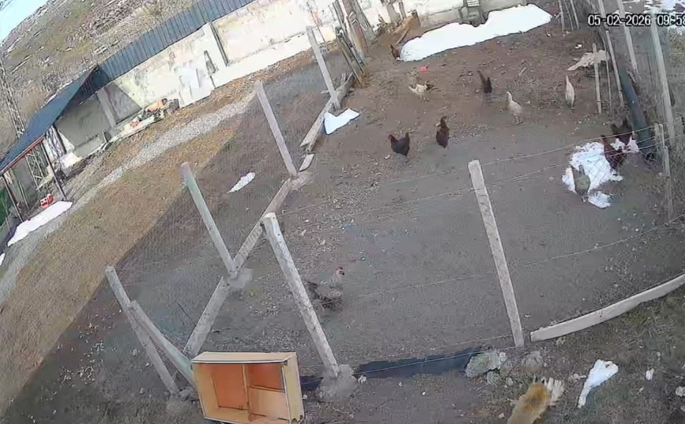 Kümese Giren Tilki Tavuğu Alıp Götürdü: O Anlar Kamerada