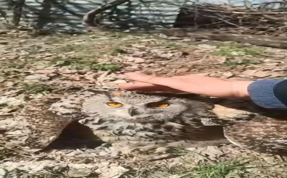 Doğada Bulduğu Puhu Kuşunu 'Fıstık' Diyerek Sevdi