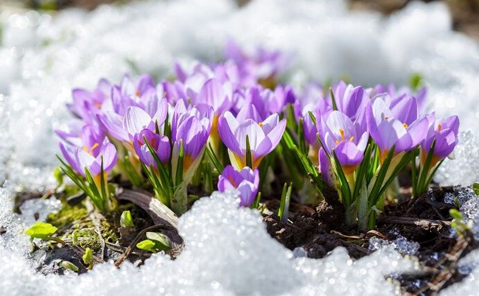 Üçüncü Cemre Toprağa Düştü: Baharın Müjdecisi Doğa Canlanıyor