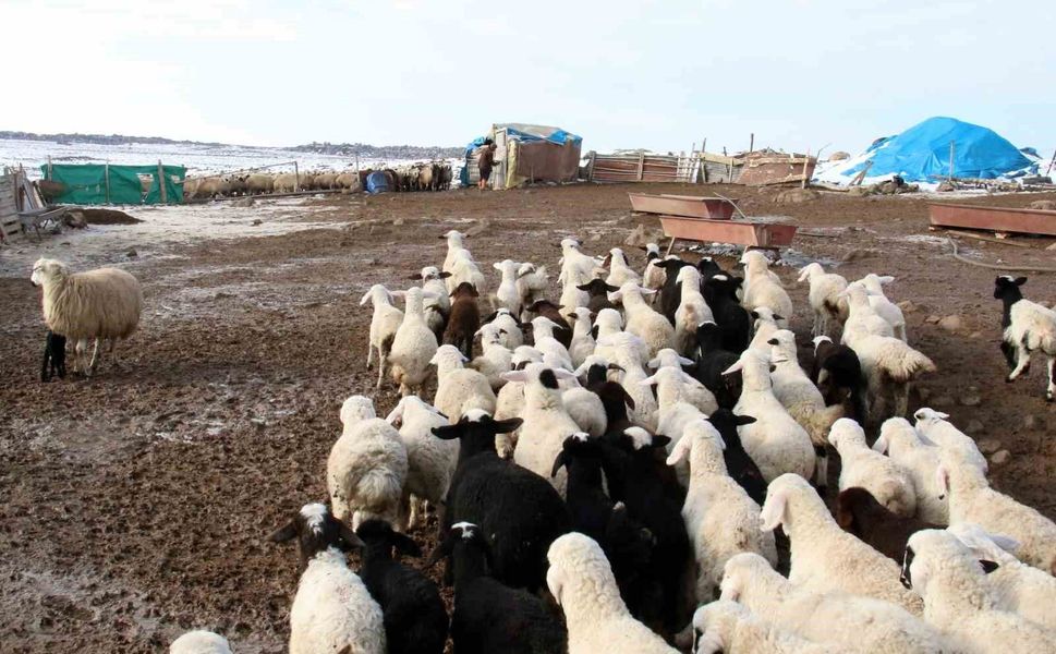 Kuzu ve Oğlak Desteklemelerinde Aşı Zorunluluğu