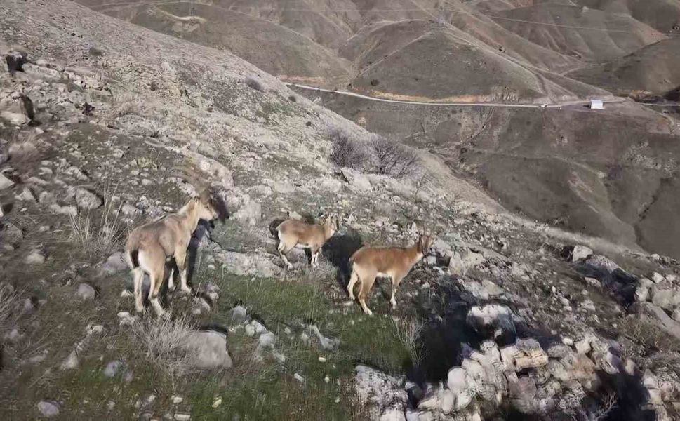 Elazığ'da dağ keçileri dron ile görüntülendi