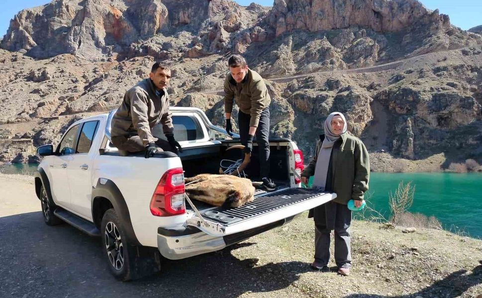 Elazığ'da Yaralı Dağ Keçisi İçin Ekipler Seferler Oldu