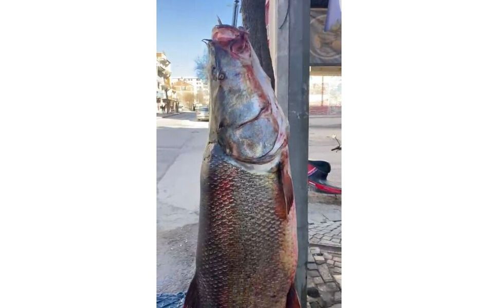 Elazığ'da 97 Kilogram Turna Balığı Yakalandı