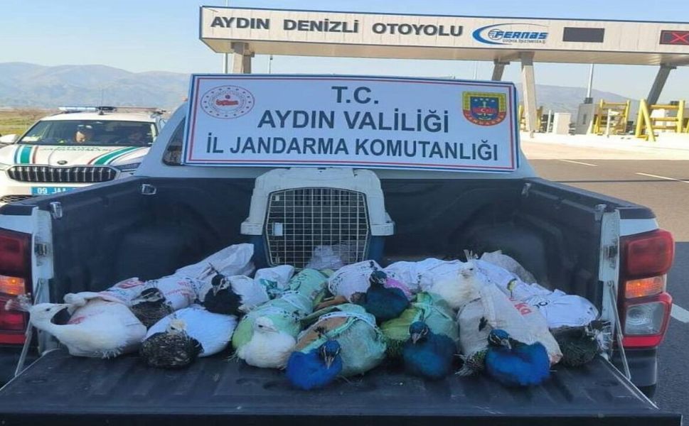 Elazığ’a Gönderilmek İstenen 12 Tavus Kuşu Jandarmaya Takıldı