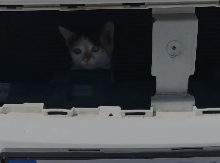 Yavru Kedi Otomobilin Motor Kısmında Mahsur Kaldı