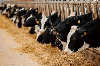 Dairy Cows Feeding Barn Hay 260Nw 2756729507